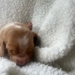 Grace - Lemon and white female Basset Hound puppy in Middle Ga 1.5 Hrs From Atlanta, Georgia from Mountain Ridge Basset Hounds