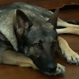 Moxxy - German Shepherd
