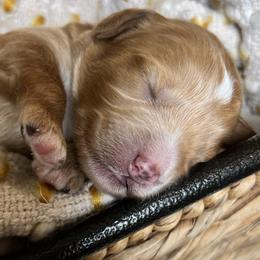Cinnamon Roll is Black Collar Male from Stroodles Bake Sale litter - Apricot male Goldendoodle puppy in Hamilton, Montana from Stroodles Doodles