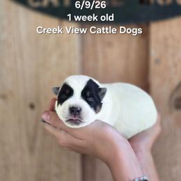 Girl 4 - Blue female Australian Cattle Dog puppy in Monroe, North Carolina from Creek View Cattle Dogs