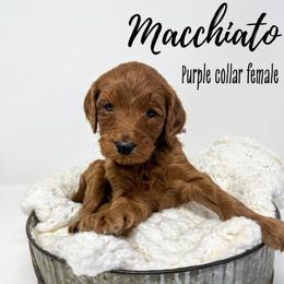 Macchiato - Red  female Goldendoodle puppy in Taylorsville, North Carolina from Doggone Dixie Doodles