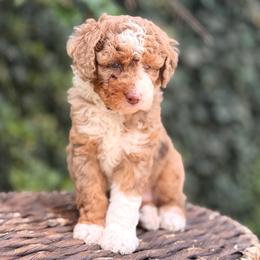 Bella - female Australian Mountain Doodle puppy in Highland, Utah from Angel Pups Deluxe