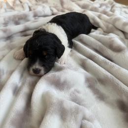 Cassie - Tri-color female Bernedoodle puppy in Fishers, Indiana from Fishers Bernedoodles