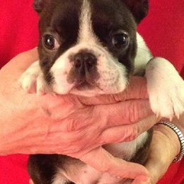 Boston Terriers from Deb's Bouncing Bostons