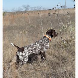 German Shorthaired Pointer puppies from Russell's GSPs
