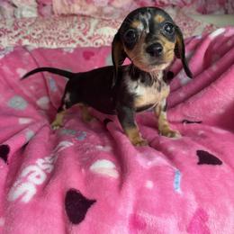 Nia - Dapple female Dachshund puppy in Lake City, Florida from My Ditzy Doxies of Florida