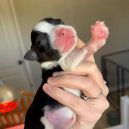 Symphony - Black tri-color female Australian Shepherd puppy in Weeki Wachee, Florida from Ace of Spades Australian Shepherds