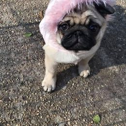 Pug Puppies from Pickwick Pugs