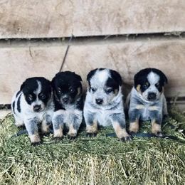 Australian Cattle Dog Puppies from Tri Star Heelers