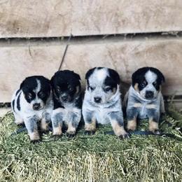 Australian Cattle Dog Puppies from Tri Star Heelers