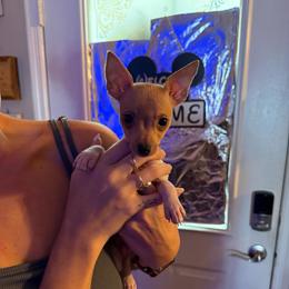 Pup AA - White and tan male Toy Fox Terrier puppy in Clermont, Florida from Debbie Hiles's Toy Fox Terriers