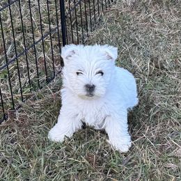 Spice - White female West Highland White Terrier puppy in Roper, North Carolina from SoundHaven Westies