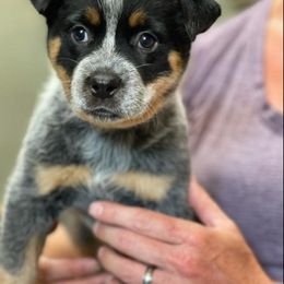 Australian Cattle Dog Puppies from Littletrouble Cattle Dogs