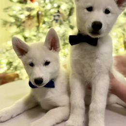 Siberian Husky Puppies from Snowy Siberians