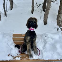 Morchella (Samba) - Sable female Poodle puppy in Kirkville, New York from Mosswood Standard Poodles