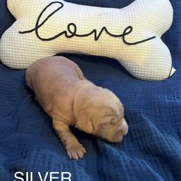 Prada - Apricot female Goldendoodle puppy in Red Oak, Iowa from Fisher Pups-Stay Golden with a Doodle