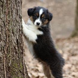 Sriracha - Black tri-color female Australian Shepherd puppy in Coldwater, Michigan from Northern Star Australian Shepherds