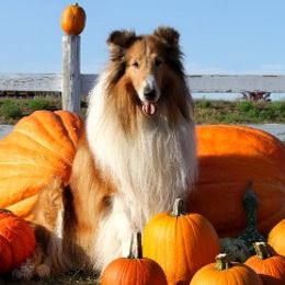 Collies from Northern Classic Collies