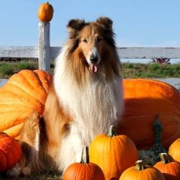 Collies from Northern Classic Collies