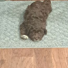 Bandit - Brown and white male Aussiedoodle puppy in Mena, Arkansas from Ouachita River Cockapoos