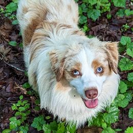 Miniature American Shepherds and Toy Australian Shepherds from Talatigi Aussies