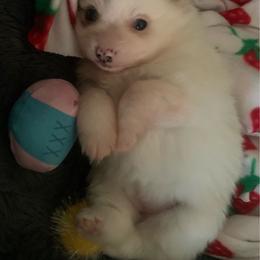 Girl 1 - White female Pomeranian puppy in Gotha, Florida from Jazzi’s Poms