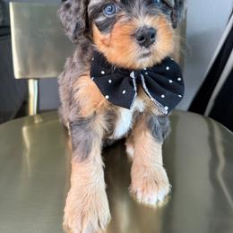 Pale blue - Merle male Bernedoodle puppy in Curtice, Ohio from The Pink Doghouse