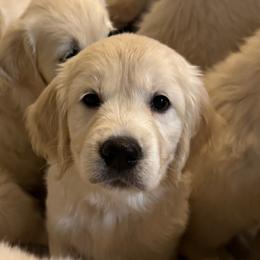 Slinky - Light golden male Golden Retriever puppy in Lehigh Acres, Florida from Puppy Love