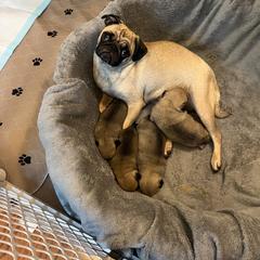 Pugs from Pugs & Loves