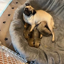 Pugs from Pugs & Loves
