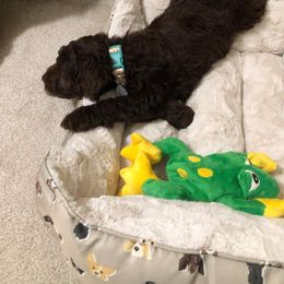 Australian Labradoodle Puppies from Llewellyn's Grove Labradoodles