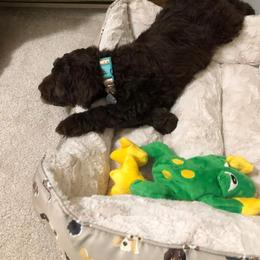 Australian Labradoodle Puppies from Llewellyn's Grove Labradoodles