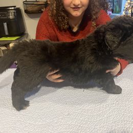 Newfoundland Puppies from Burning Embers Newfoundlands