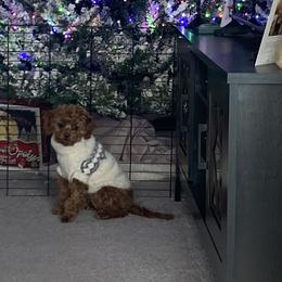 Cavapoo All Grown Up from Shawn's Cavapoos