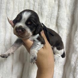 Black boy - Tri-Roan male English Springer Spaniel puppy in Fairfield, California from Goldridge Springers