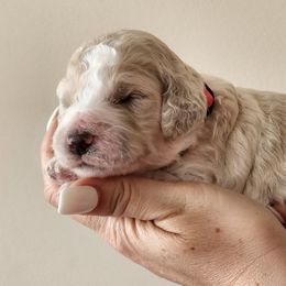 Goldendoodles from Mario's Goldendoodles