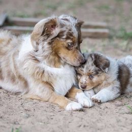 Australian Shepherd Puppies from Silverland Aussies