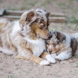 Australian Shepherd Puppies from Silverland Aussies