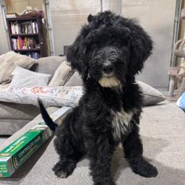 Halley - Black and white female Bernedoodle puppy in Benton, Arkansas from B&K Doodles, LLC