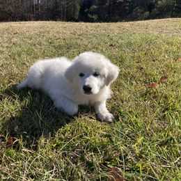 Great Pyrenees Puppies from Sweet Land of Liberty