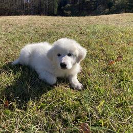 Great Pyrenees Puppies from Sweet Land of Liberty