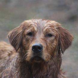 Sackett - Golden Retriever