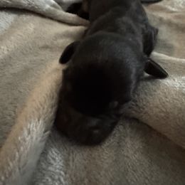 Dachshund Puppies from Dachshund Dad