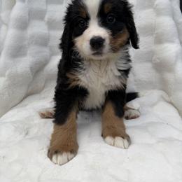 Winifred - Black rust and white female Bernese Mountain Dog puppy in Carroll County, Virginia from Blue Ridge Bernese