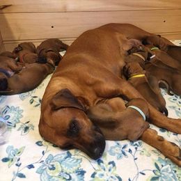 Rhodesian Ridgeback Puppies from Supernova Ridgebacks