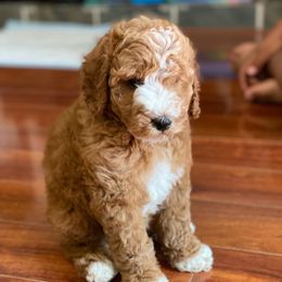Bernedoodle, Goldendoodle, and Poodle Puppies from Teddy Doodles & Standard Poodles