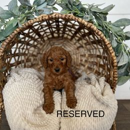 Goldendoodle Puppies from Life_on. Paws