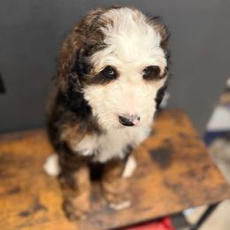 Shade - Sable male Bernedoodle puppy in Ocala, Florida from Bernedoodles of Florida