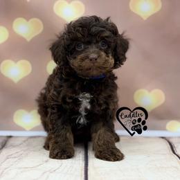 Tank (brown phantom) - Phantom male Poodle puppy in Nashville, Arkansas from Cuddles n Curls