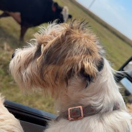 Tango - White and tan female Russell Terrier puppy in Oklahoma from Elite Russell Terriers